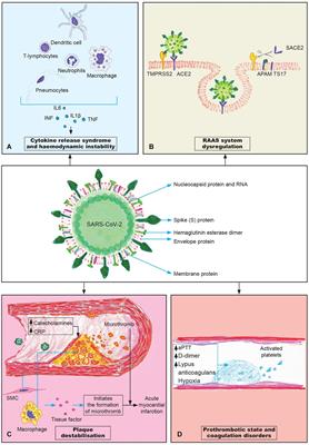 Pathophysiology of Cardiovascular Complications in COVID-19